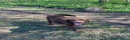 Labrador Retriever dogs for sale: Chocolate kc registered Labrador Fucge - Advert 3