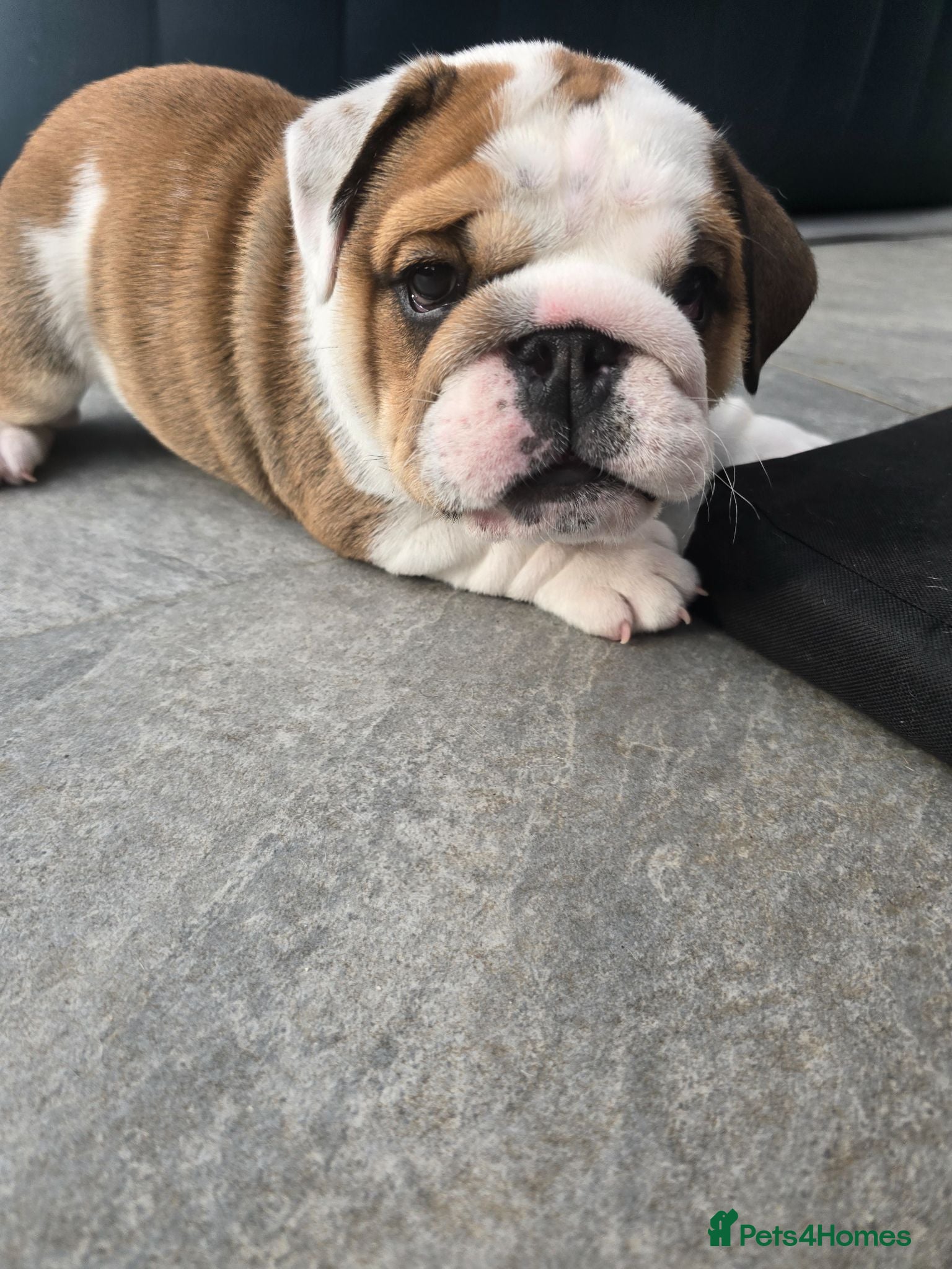 English Bulldog dogs 🐾 Beautiful KC Reg English Bulldog Puppies 🐶 - Advert 6
