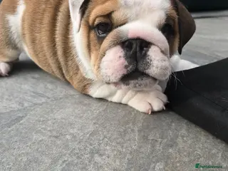 English Bulldog dogs 🐾 Beautiful KC Reg English Bulldog Puppies 🐶 - Advert 6