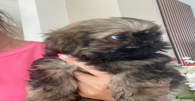 Shih Tzu dogs - Advert 3
