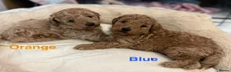 Toy Poodle dogs for sale: Gorgeous Toy Poodle Looking for Their Forever Home - Advert 3