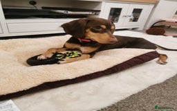 Mixed Breed dogs for adoption: Todd- chocolate pudding - Image 5