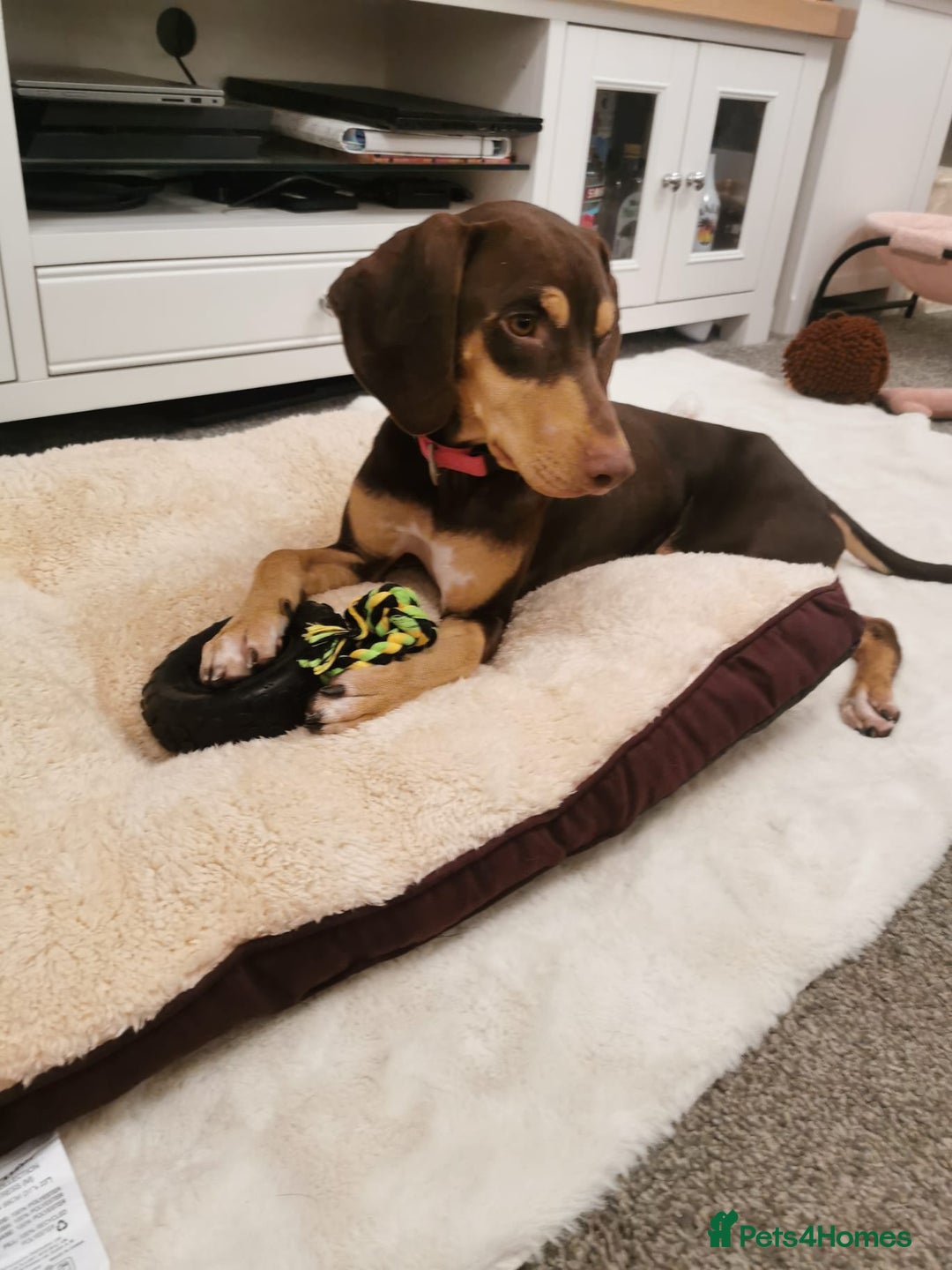 Mixed Breed dogs for adoption: Todd- chocolate pudding - Image 5
