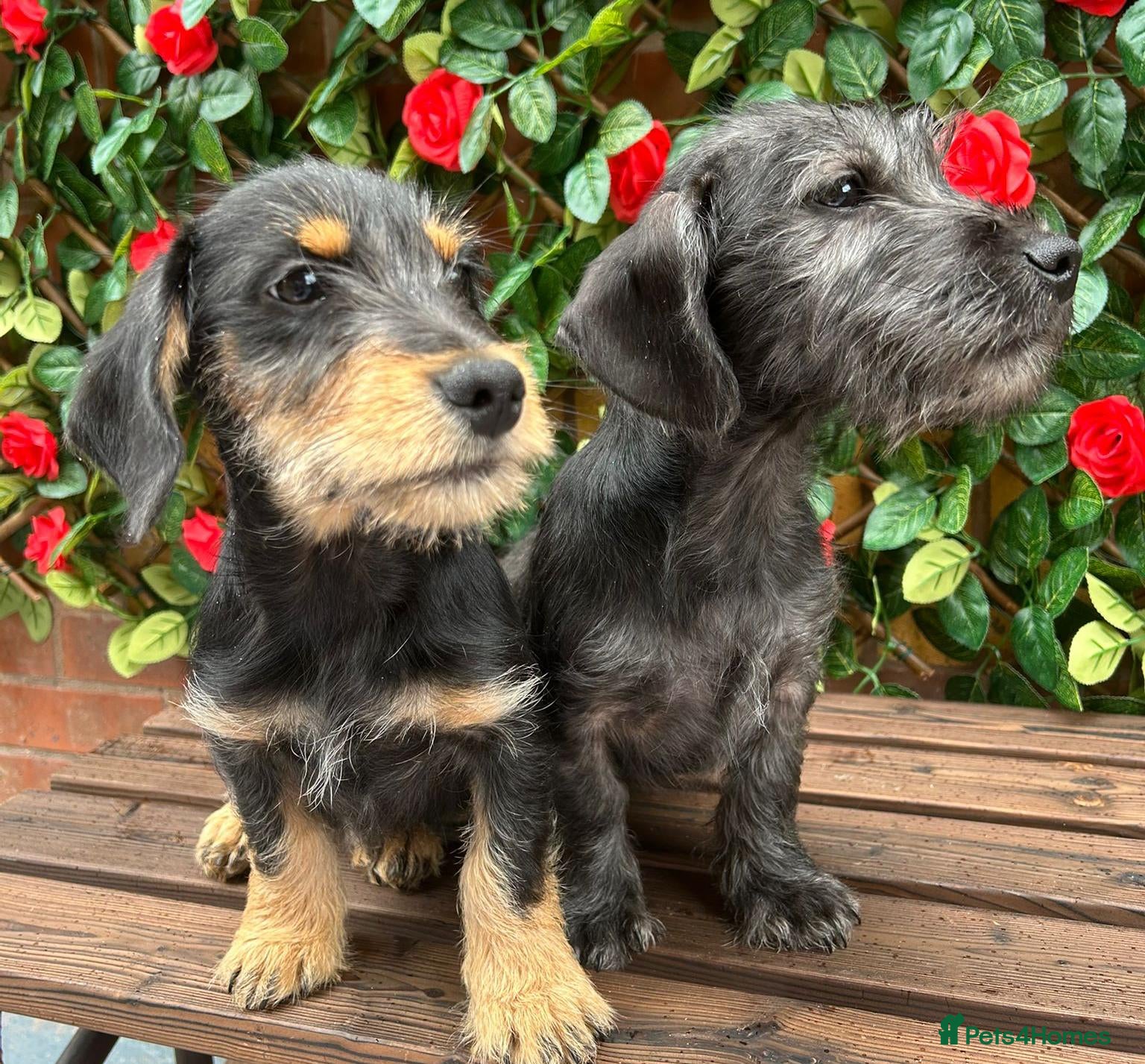 Dachshund dogs F1 SCHNOXIE EXTENSIVELY HEALTH TESTED PARENTS    - Advert 2