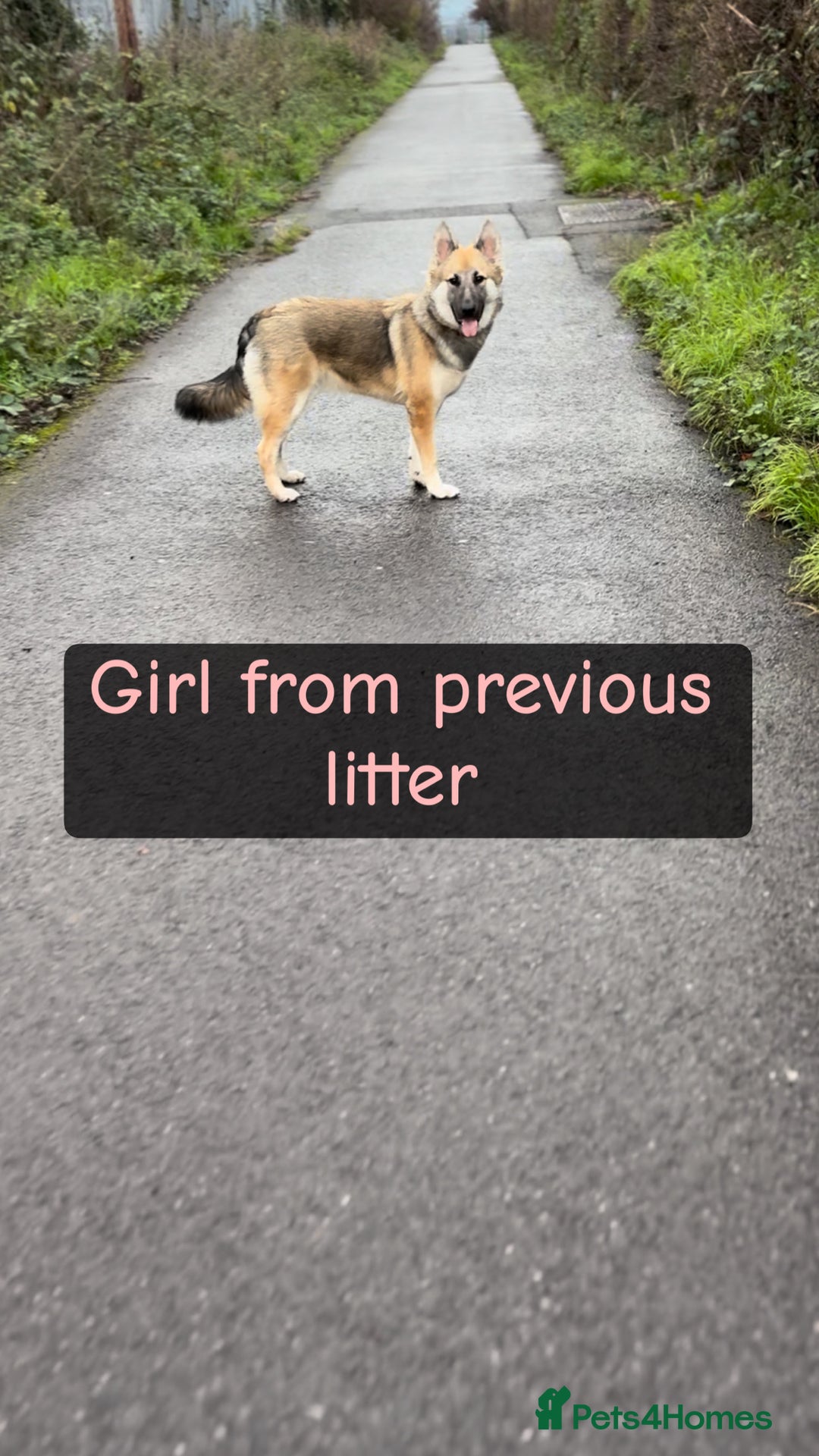 Shepsky dogs for sale: 9 beautiful Shepsky puppies in Doncaster - Advert 11