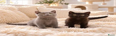 British Shorthair 2