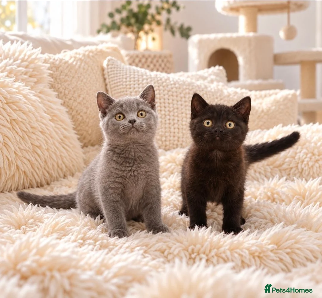 British Shorthair cats for sale: British short hair kitten one boy left - Advert 7