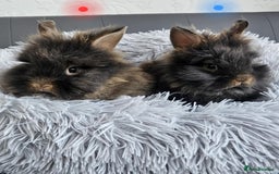 Lionhead rabbits for sale: Beautiful double maned bunnies ready to go - Image 1