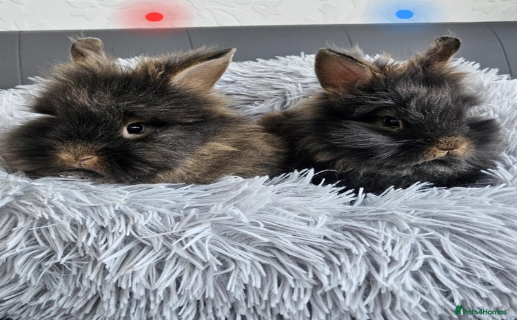 Lionhead rabbits - Advert 6