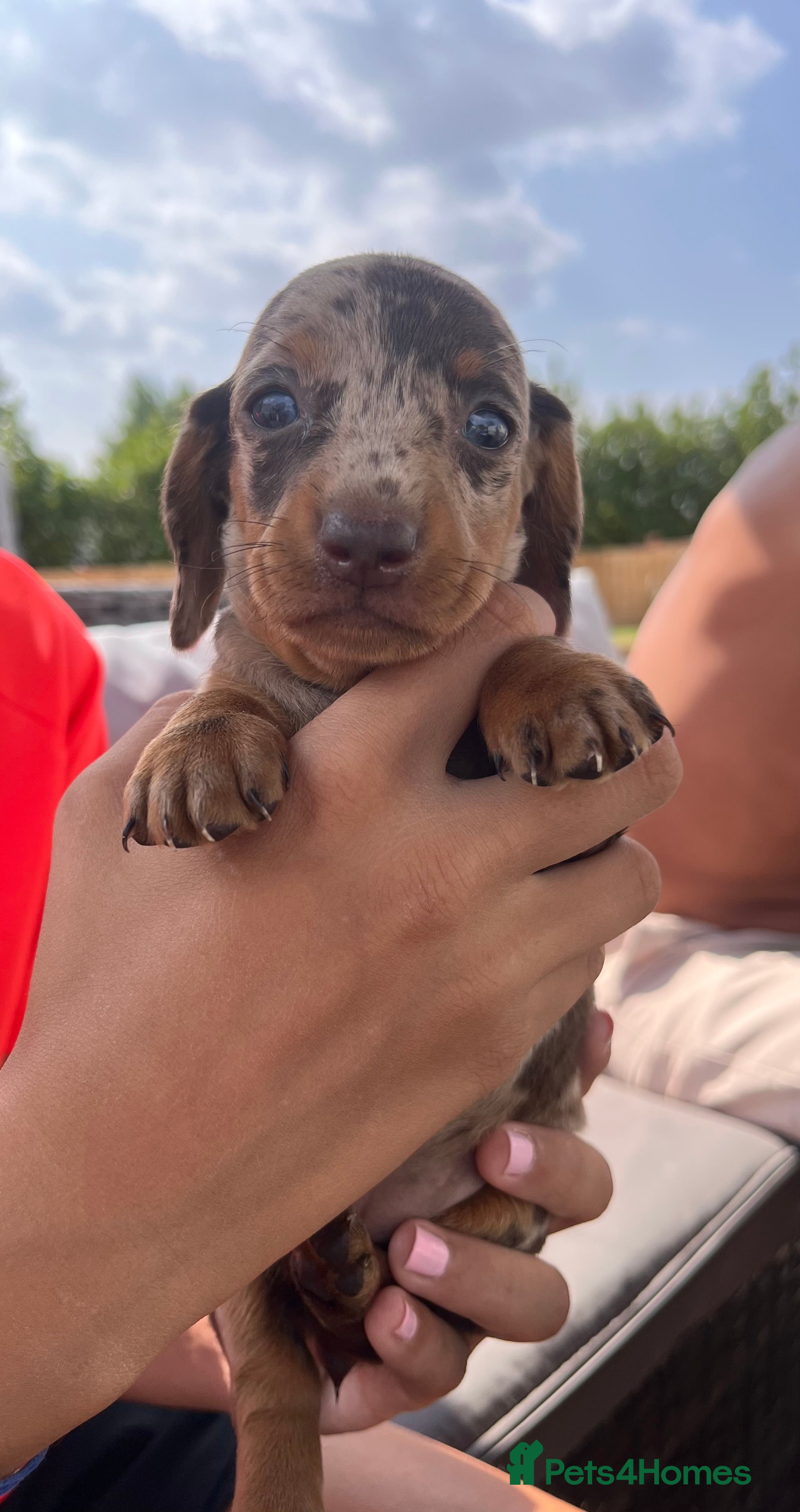 Dachshund dogs Stunning Dachshunds  - Advert 3