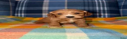 Cockapoo dogs for sale: 🧡💛💚Stunning Cockapoo Puppies - Ready 25th May - Advert 12
