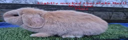 Mini Lop rabbits for sale: Various young Adult rabbits  - Advert 10