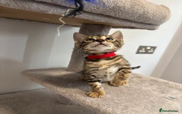 Bengal cats for sale: Silver Charcoal and Brown rosetted Bengal kittens  - Image 9