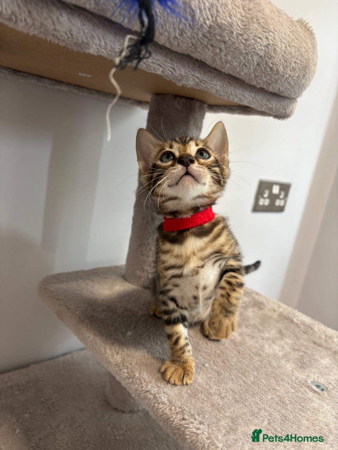 Bengal cats for sale: Silver Charcoal and Brown rosetted Bengal kittens  - Image 9
