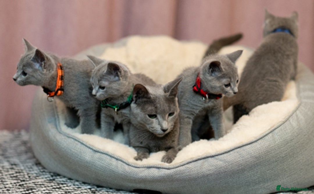 Russian Blue cats for sale: Adorable Russian Blue Kittens TICA  - Image 13