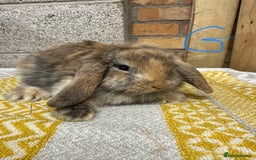 Mini Lop rabbits for sale: Mini Lop Rabbits For Sale  - Advert 8