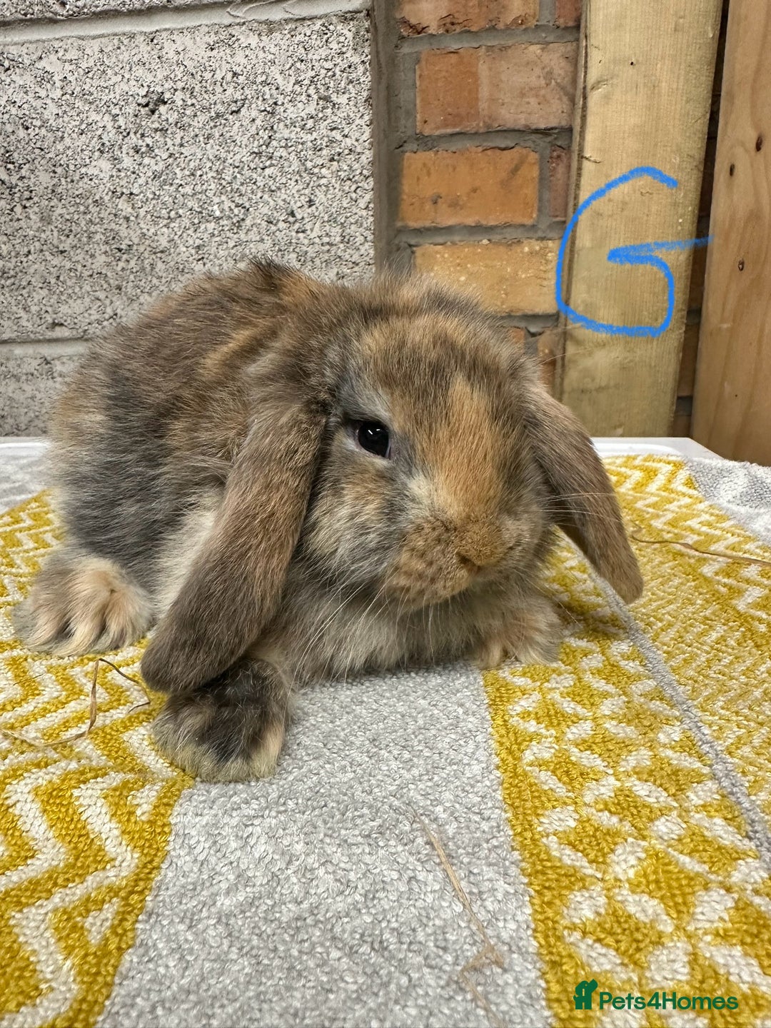 Mini Lop rabbits for sale: Mini Lop Rabbits For Sale  - Advert 8