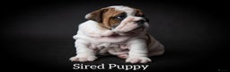 English Bulldog dogs for stud: Qualified Crufts20/21/22/23/24 Health Certificates in Slough - Advert 11