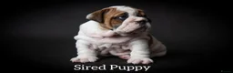 English Bulldog dogs for stud: Qualified Crufts20/21/22/23/24 Health Certificates in Slough - Advert 11