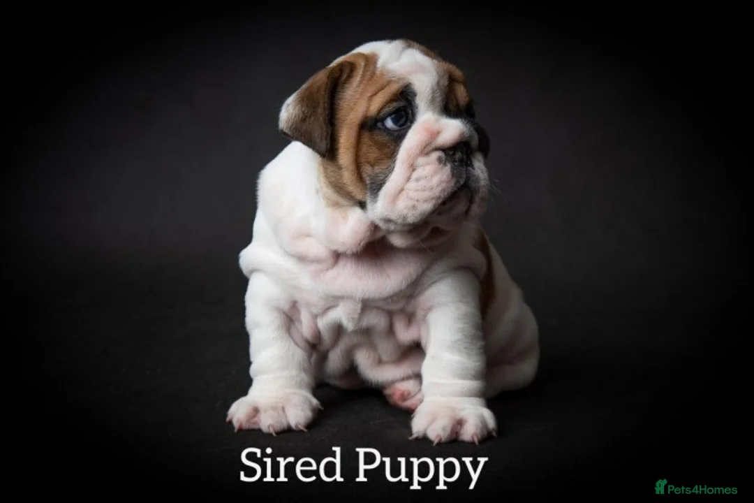 English Bulldog dogs for stud: Qualified Crufts20/21/22/23/24 Health Certificates in Slough - Advert 11