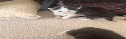 Mixed Breed cats for sale: 7 adorable kittens for sale  in Ashford - Advert 9