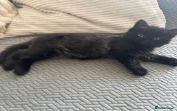 Mixed Breed cats for sale: 2 mixed kittens ready for there forever homes - Image 3