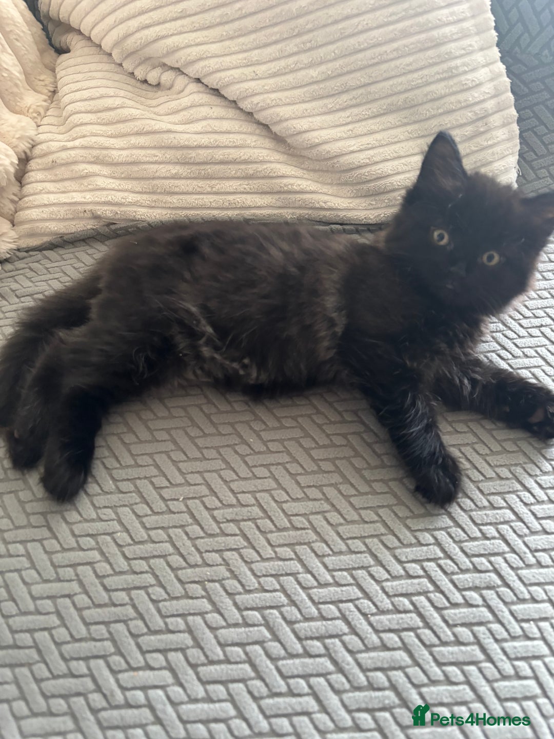 Mixed Breed cats for sale: 2 mixed kittens ready for there forever homes - Image 3