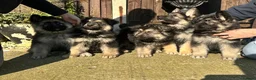German Shepherd dogs for sale: 5 boy German shepherd puppies  - Advert 26