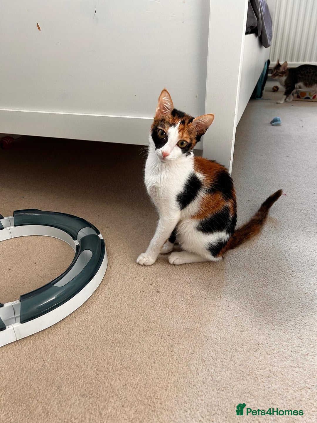 Mixed Breed cats for adoption: 🌸 From Survivors to Soulmates – Adopt Alba & Bogo - Image 9
