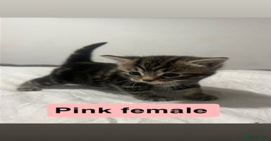 Mixed Breed cats - Advert 6