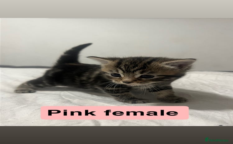 Mixed Breed cats - Advert 1