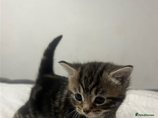 Mixed Breed cats - Advert 5