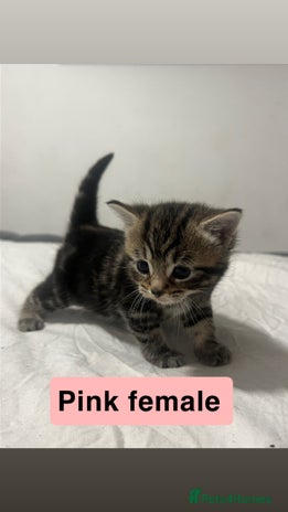 Mixed Breed cats - Advert 1