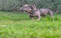 French Bulldog dogs for sale: Fluffy French bulldog🦁 - Image 5