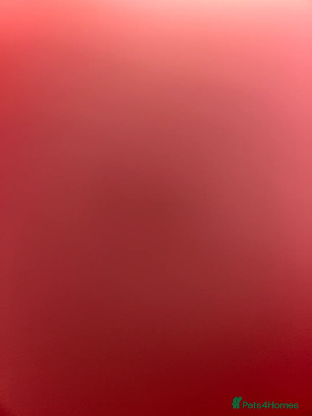 Cavapoochon dogs for sale: Three Cavapoochon Boys left - Advert 15