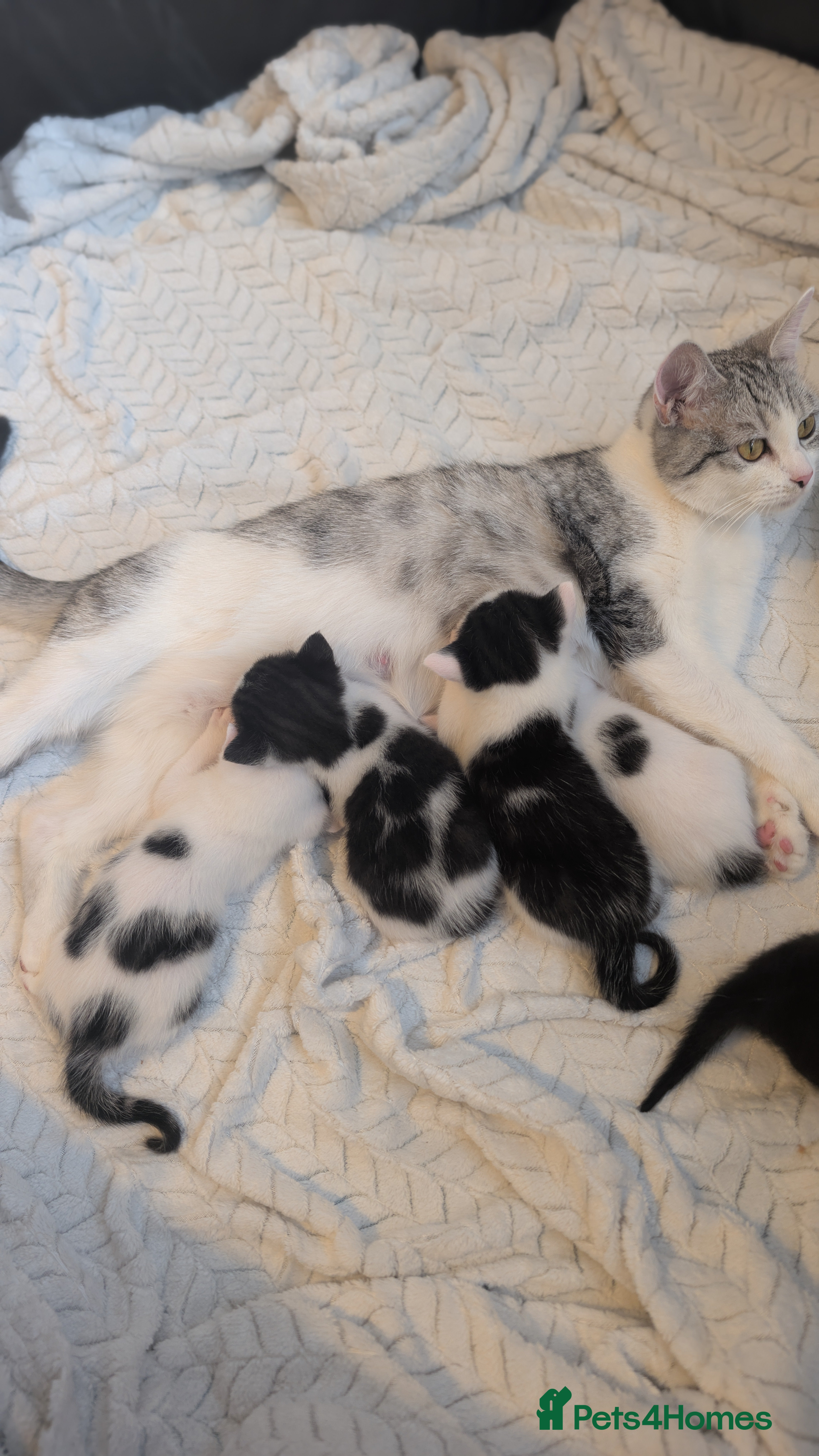 British Shorthair cats 1 beautiful female left! - Advert 2