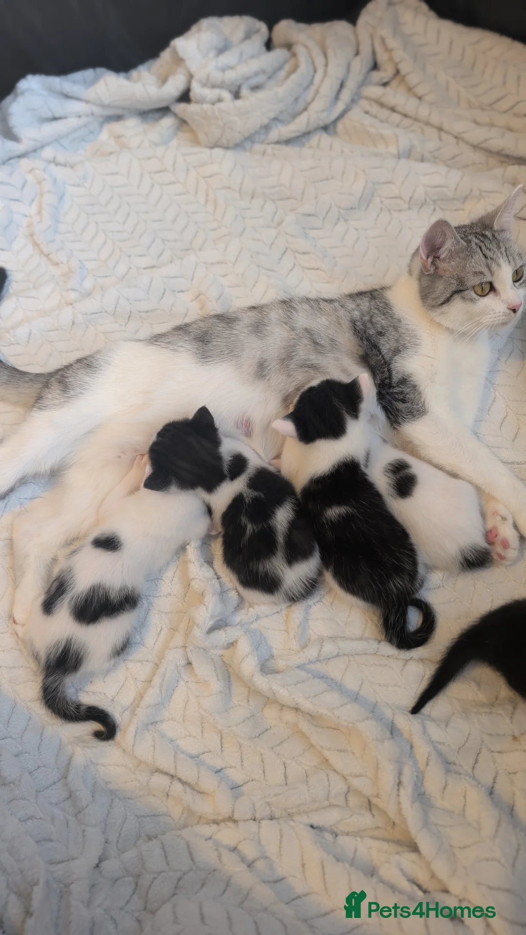 British Shorthair cats for sale: 1 beautiful female left! - Advert 1