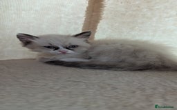 Ragdoll cats for sale: 🧁Sweet ragdolls - Image 13