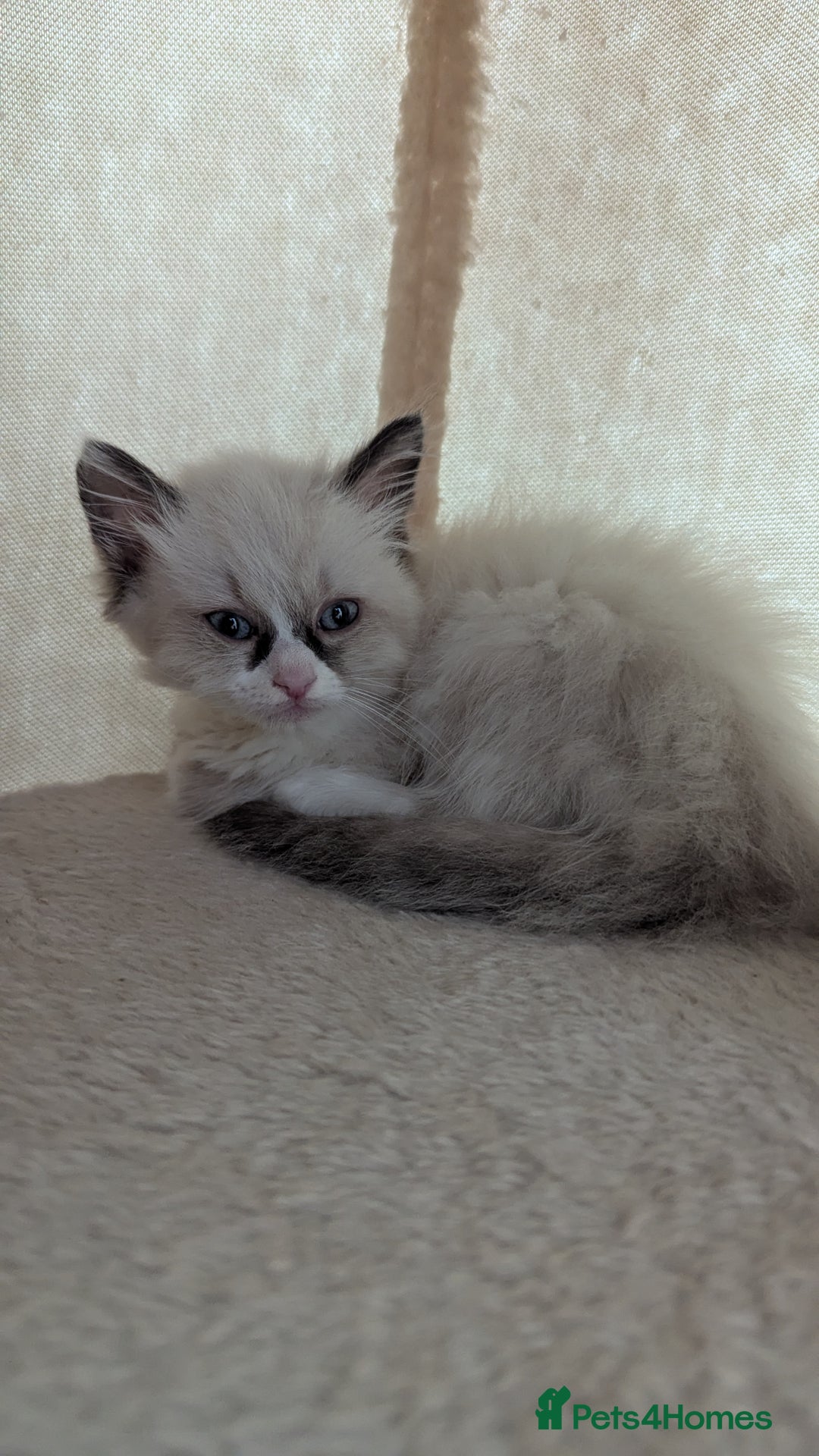 Ragdoll cats for sale: 🧁Sweet ragdolls - Image 13