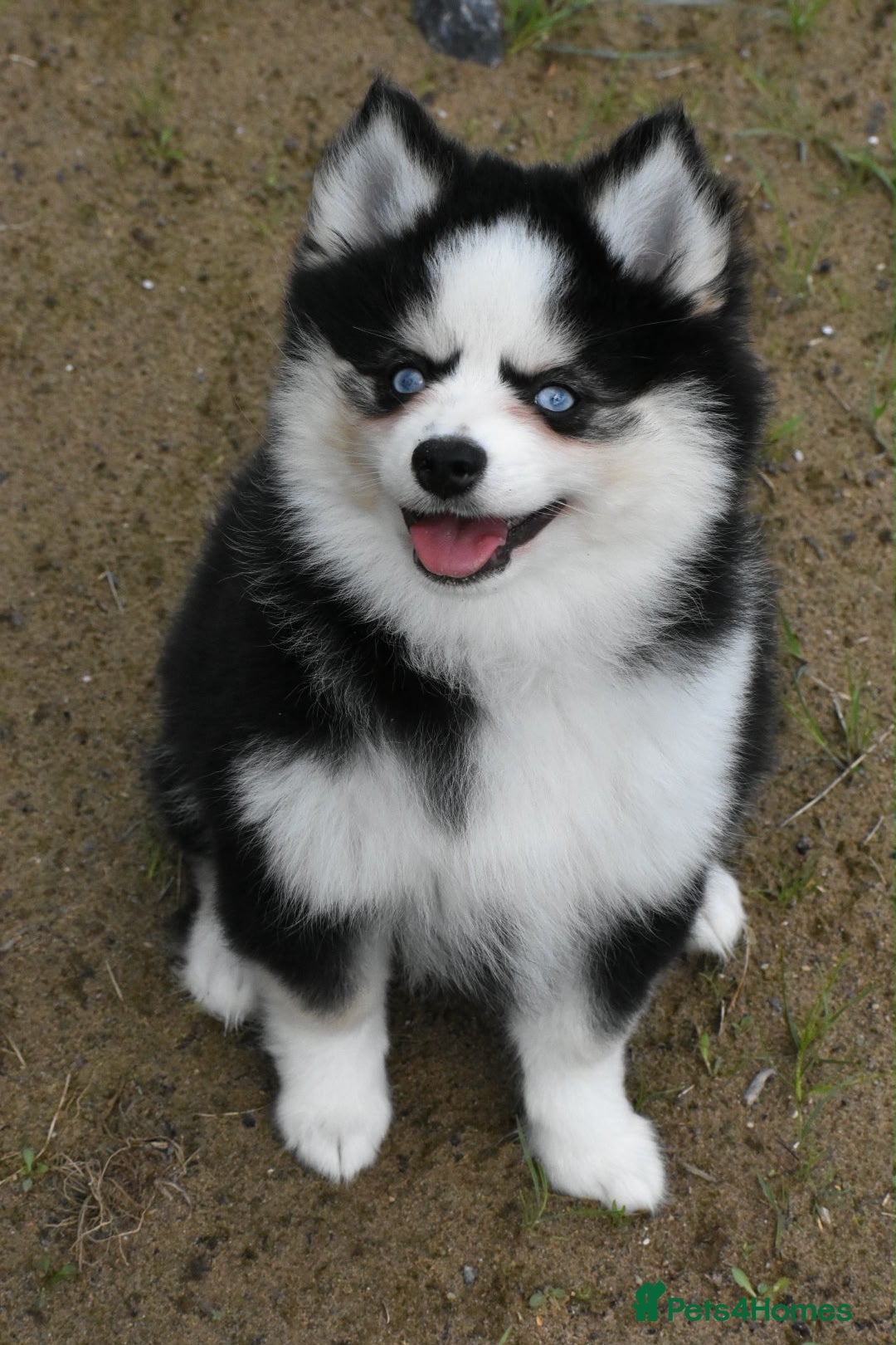 Pomsky dogs F4 Genuine Pomskies from health tested parents - Advert 1