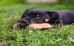 Mixed Breed dogs for adoption: Adorable Monika is ready for her forever home! - Image 12