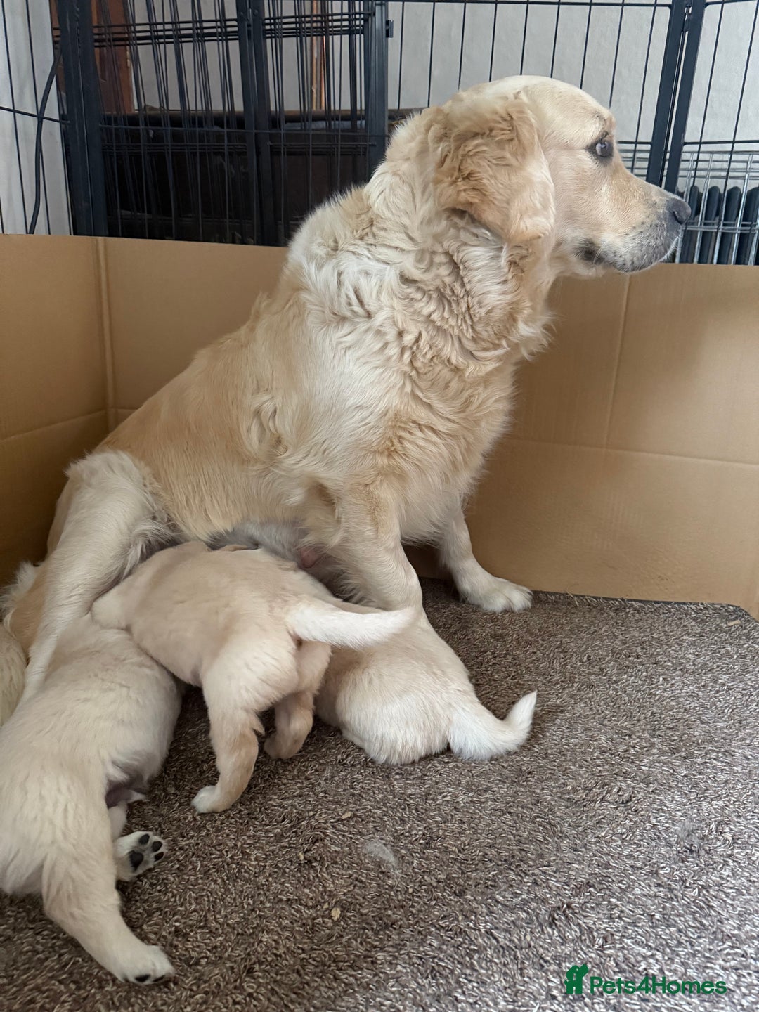 Golden Retriever dogs for sale: Chunky Kc cream golden retriever boys available  - Image 10