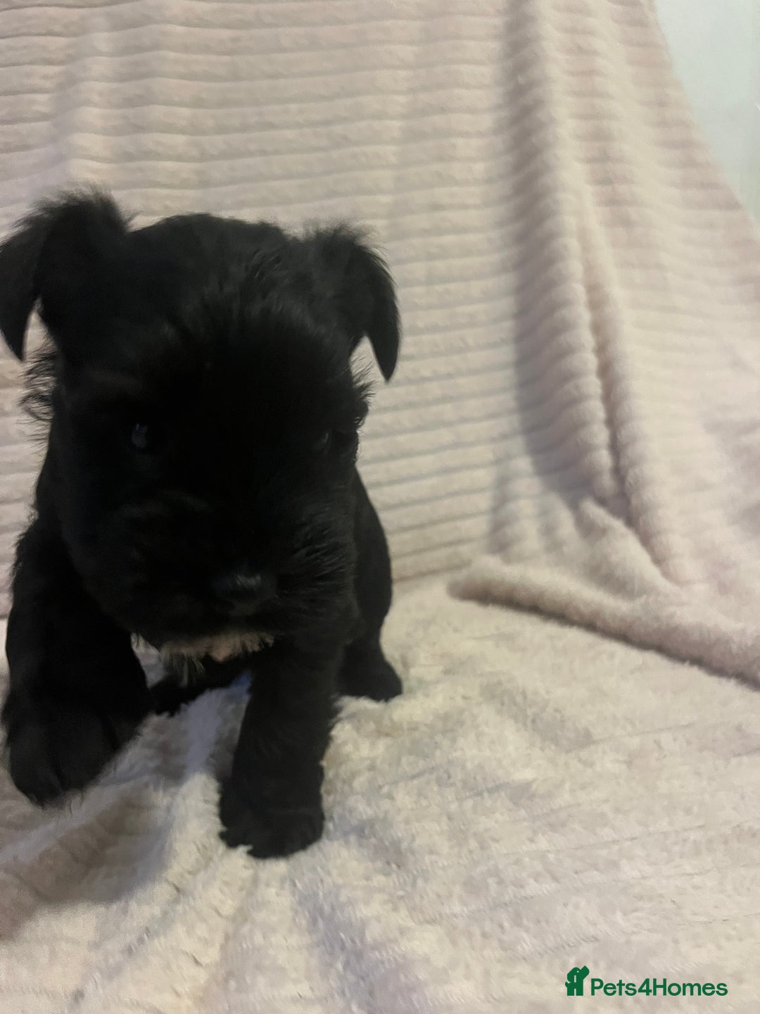 Miniature Schnauzer dogs for sale: Mini schnauzer puppies for sale  - Advert 4