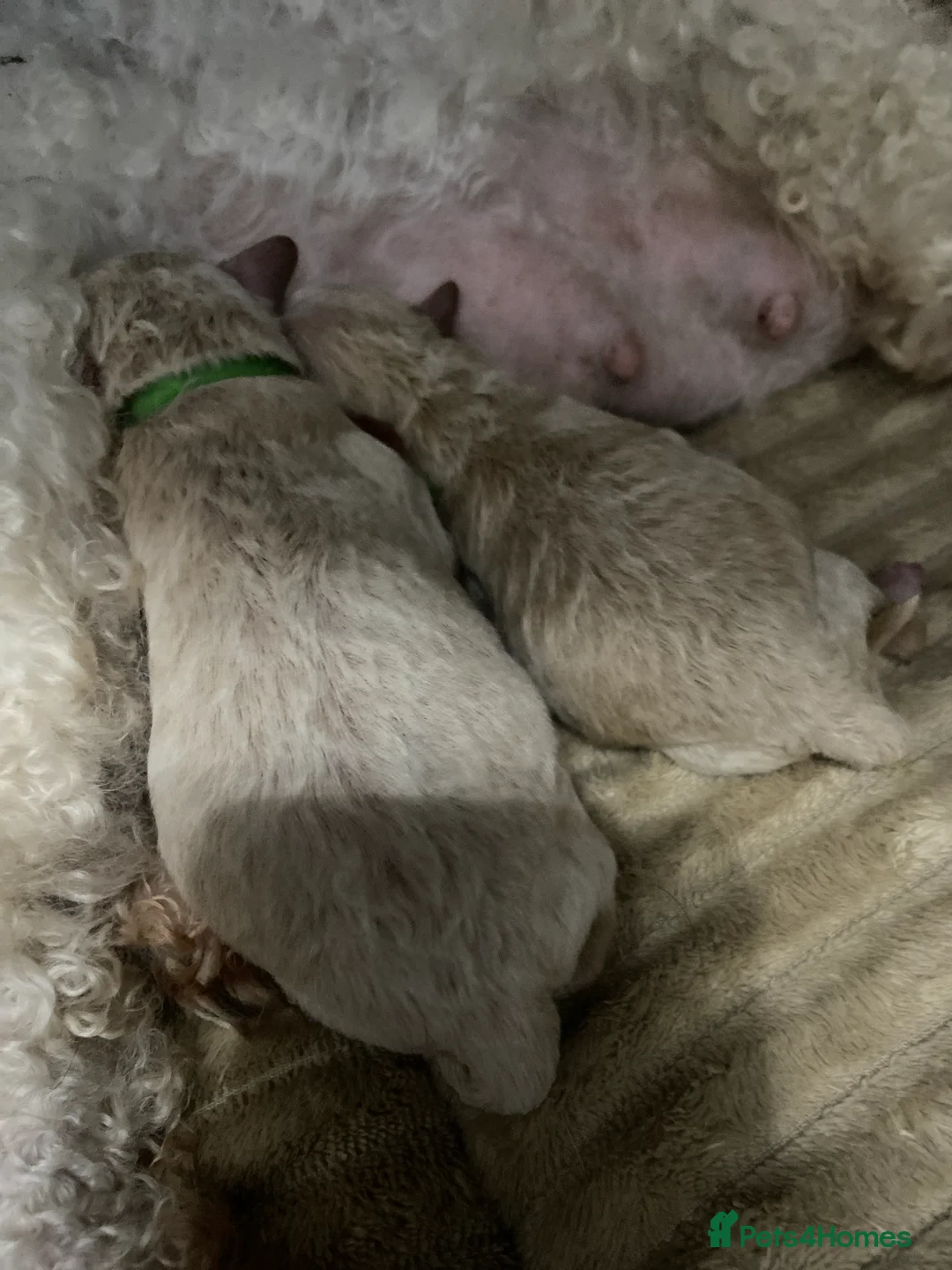 Poochon dogs for sale: F1 Tiny poochons,champion bloodline parents  - Advert 4
