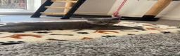 British Shorthair cats for sale: British shorthair hair last kitten  - Advert 4