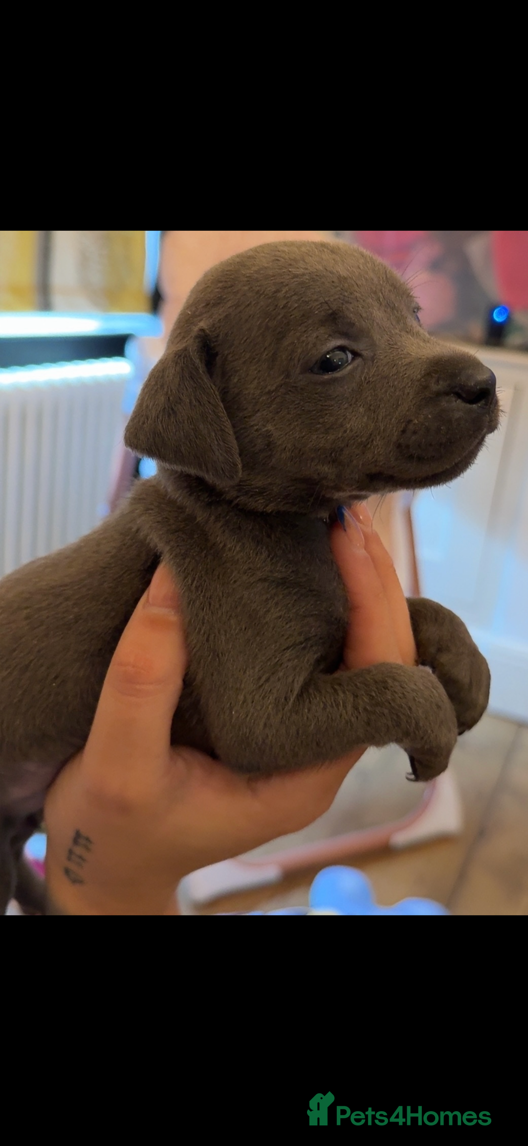 Staffordshire Bull Terrier dogs for sale: Beautiful blue staffy pups excellent pedigree  - Image 11