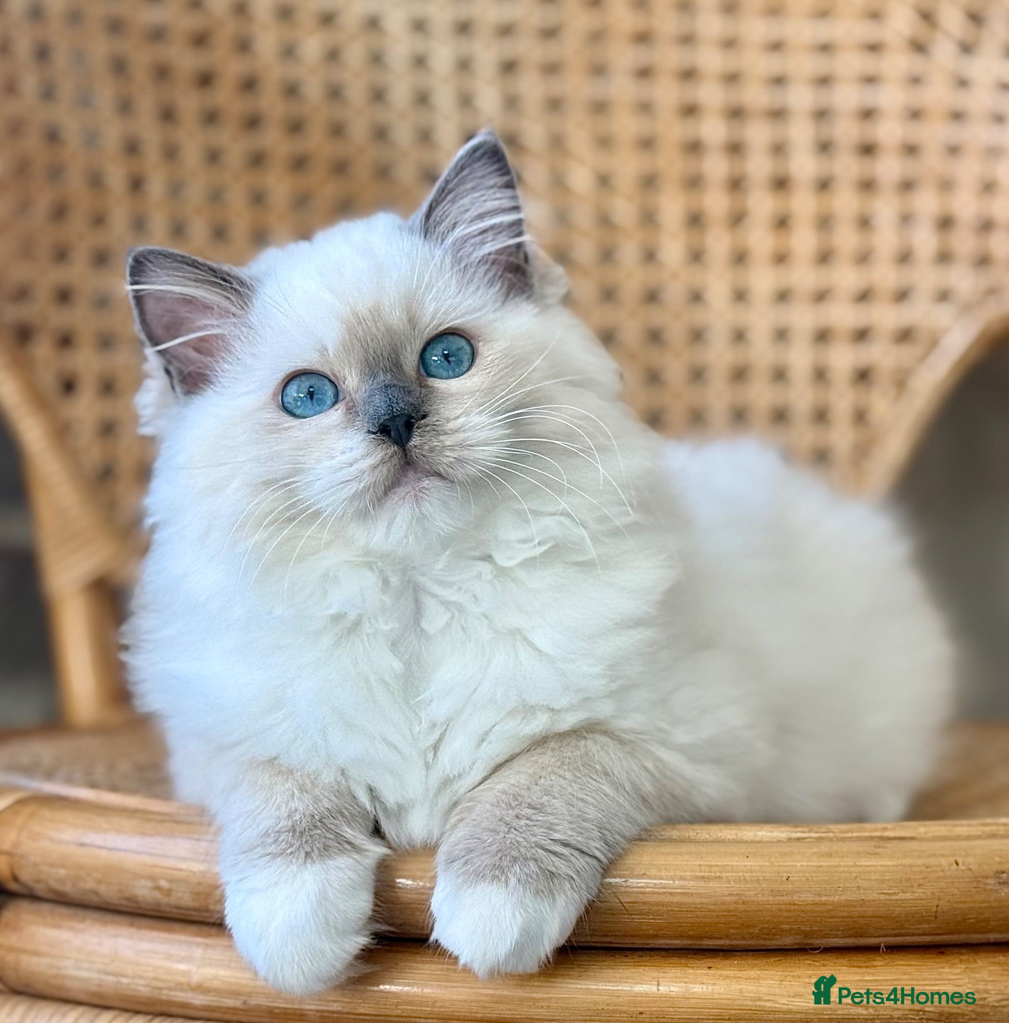 Ragdoll cats Ready to go ! £1250 PET  price  - Advert 1