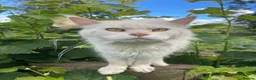 Maine Coon cats for sale: STUNNING MAINE COON - Advert 3