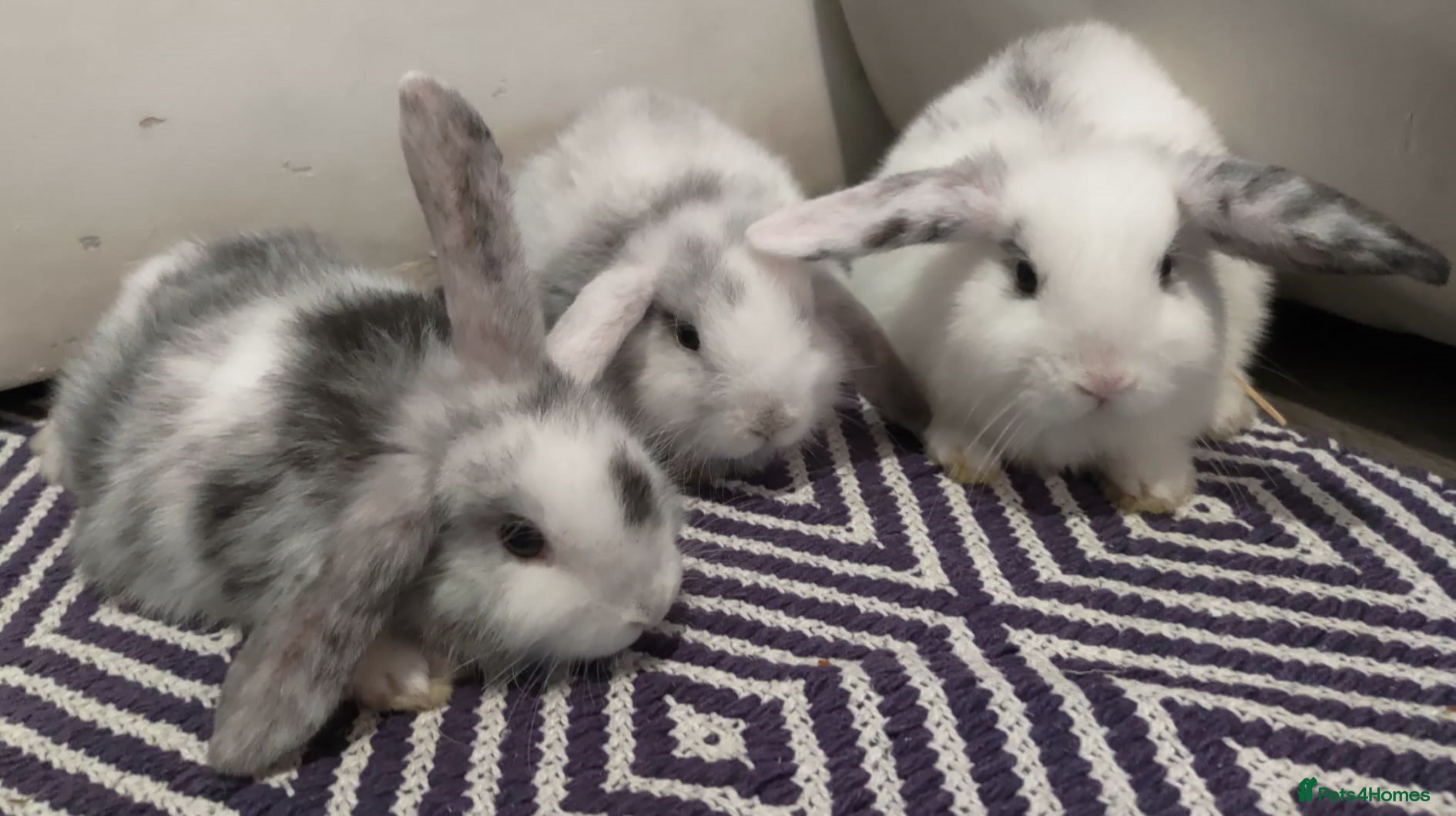 Mini Lop rabbits Trained French x Mini Lop Bunnies. Please Read! - Advert 1