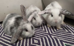 Mini Lop rabbits for sale: Trained French x Mini Lop Bunnies. Please Read! - Image 1